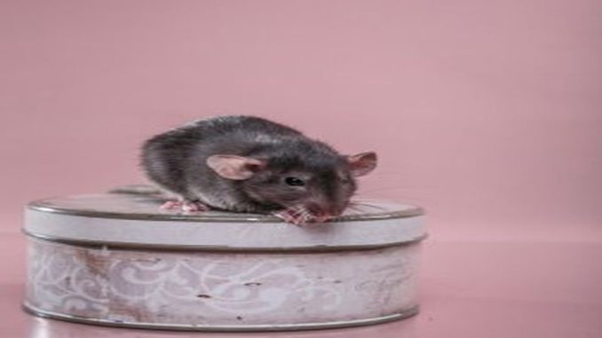 Winning the Battle Against Rats: Pest Control Mastery